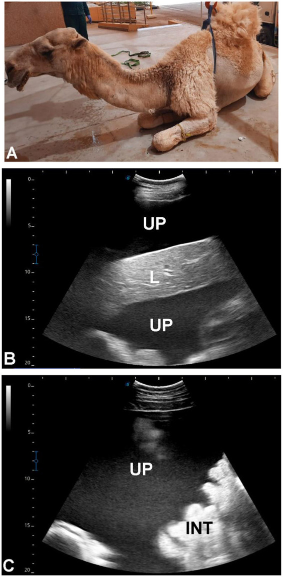 Figure 12