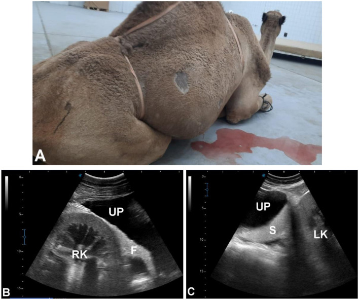 Figure 13