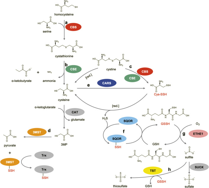 FIGURE 2