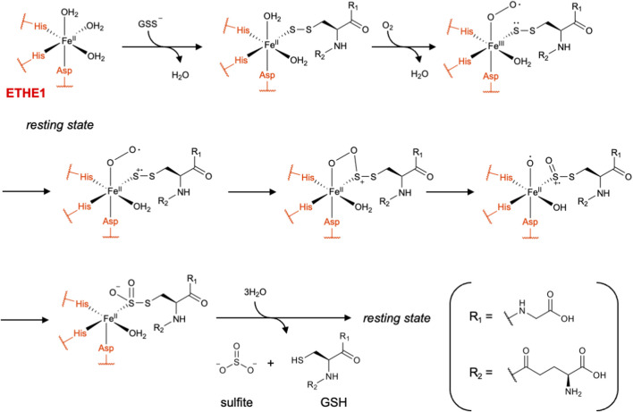 FIGURE 11