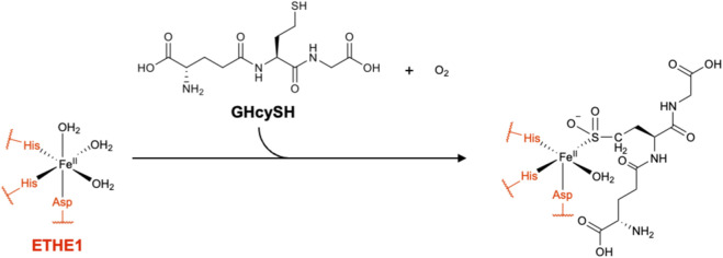 FIGURE 12