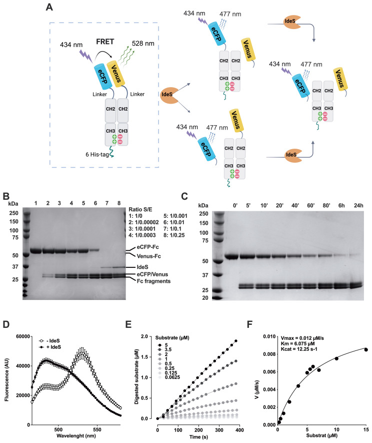 Figure 2
