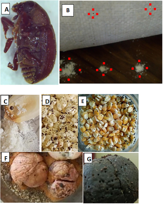 Figure 1