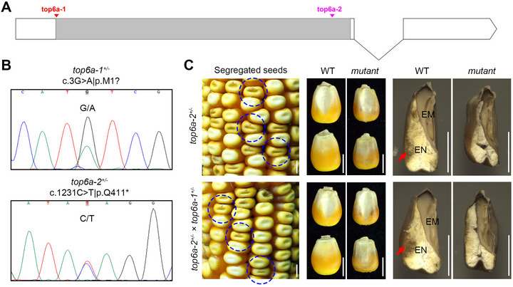 FIGURE 7