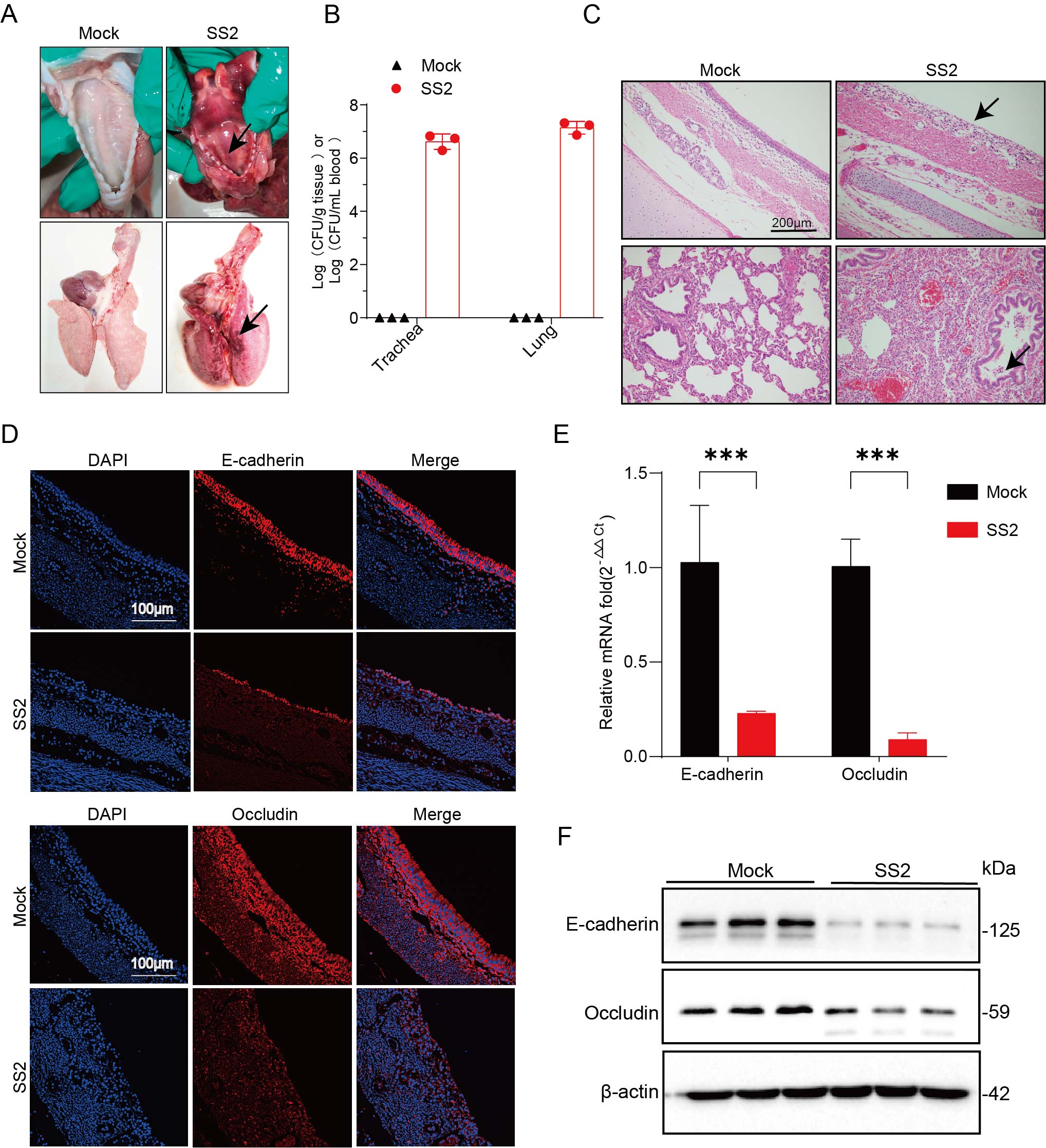 Figure 21