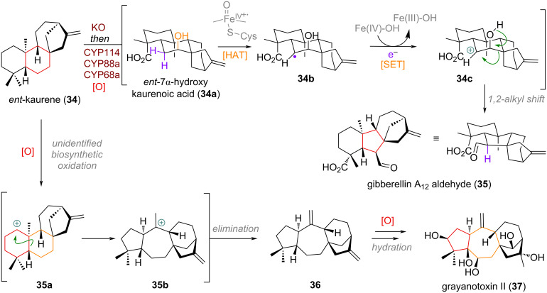 Scheme 12