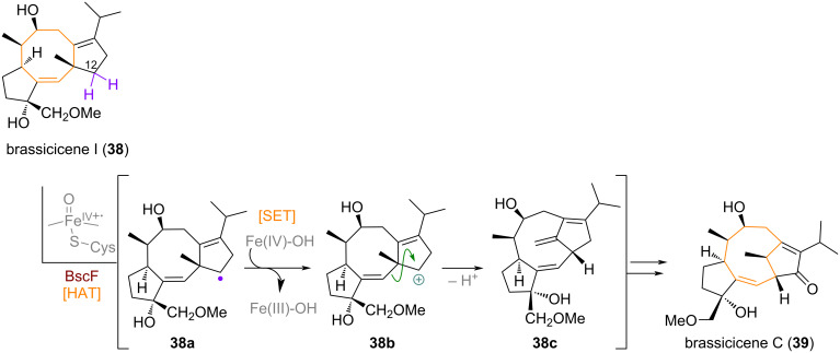Scheme 13