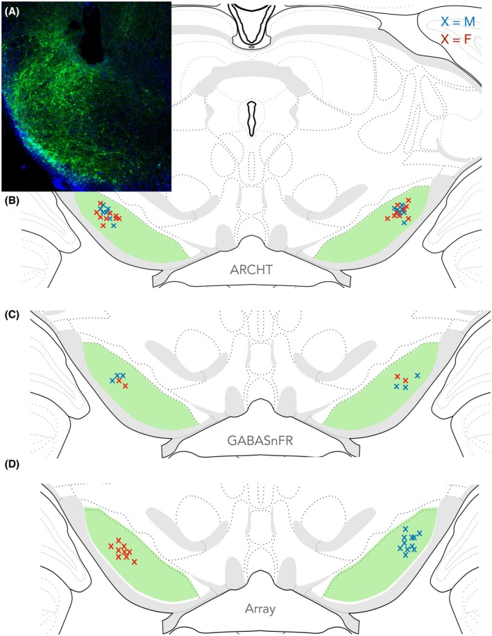 FIGURE 1