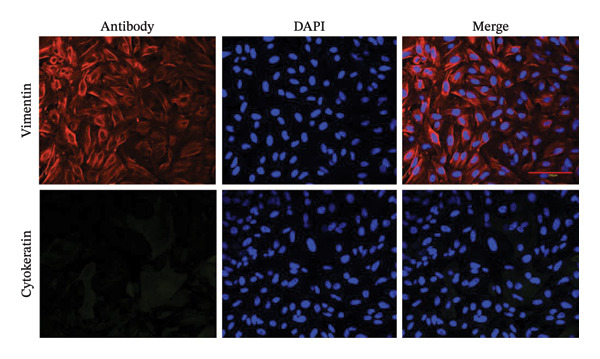 Figure 19