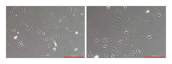 Figure 20