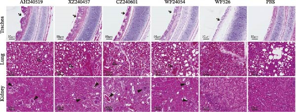 Figure 14