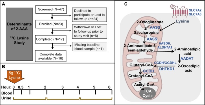 FIGURE 1