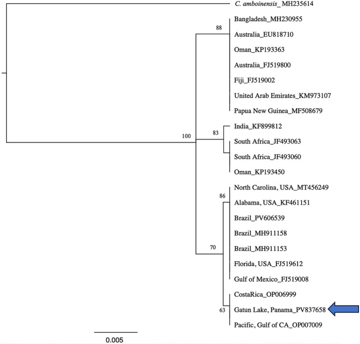 FIGURE 3