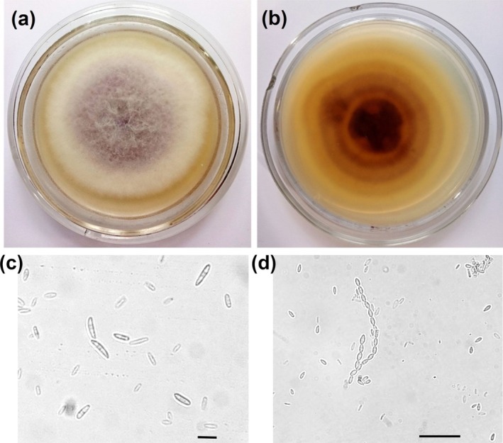 FIGURE 2