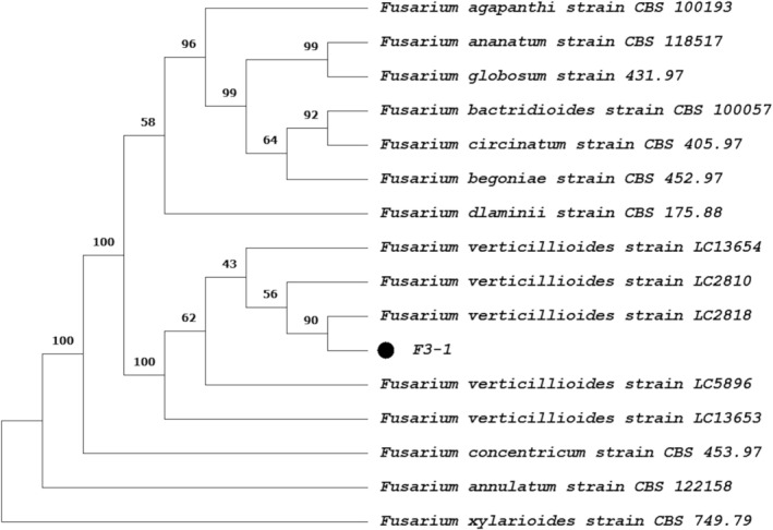 FIGURE 3