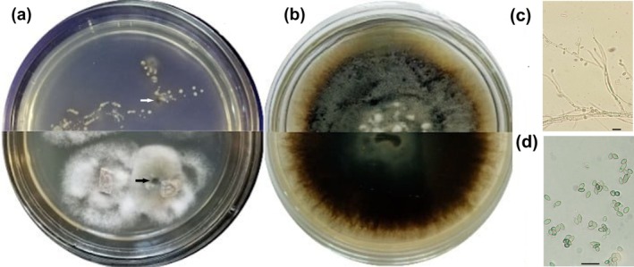 FIGURE 1