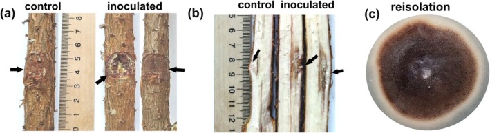 FIGURE 4