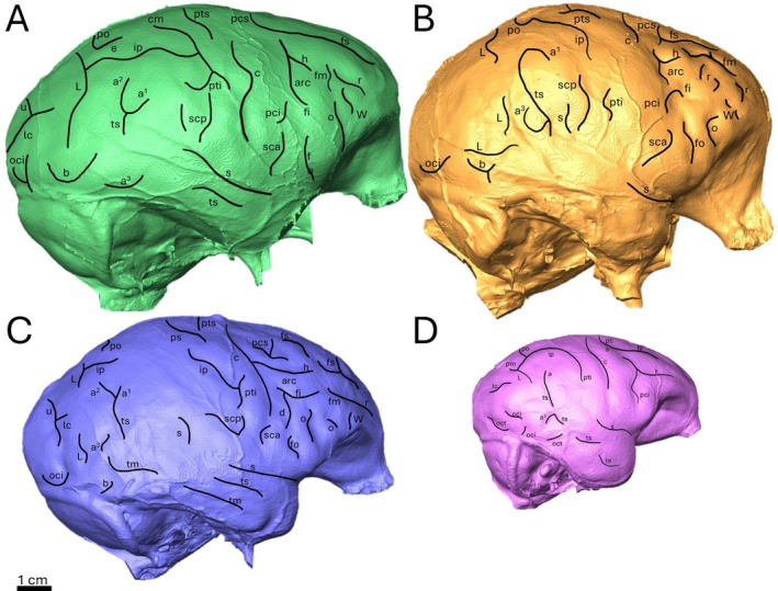 FIGURE 4