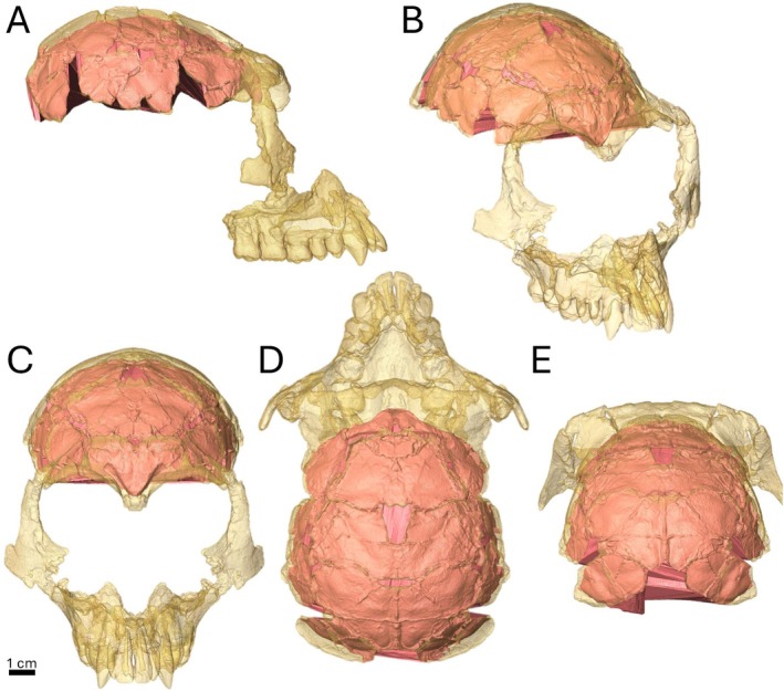 FIGURE 3