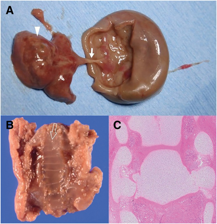 Fig. 5