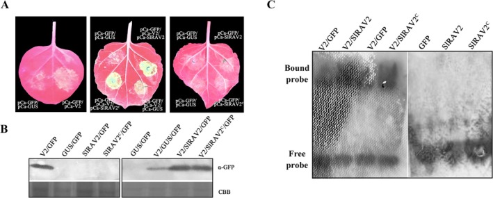 FIGURE 3