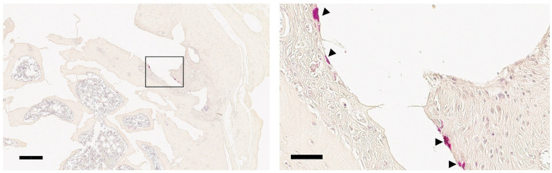 Figure 3