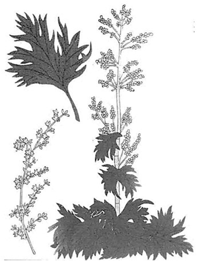 FIGURE 2