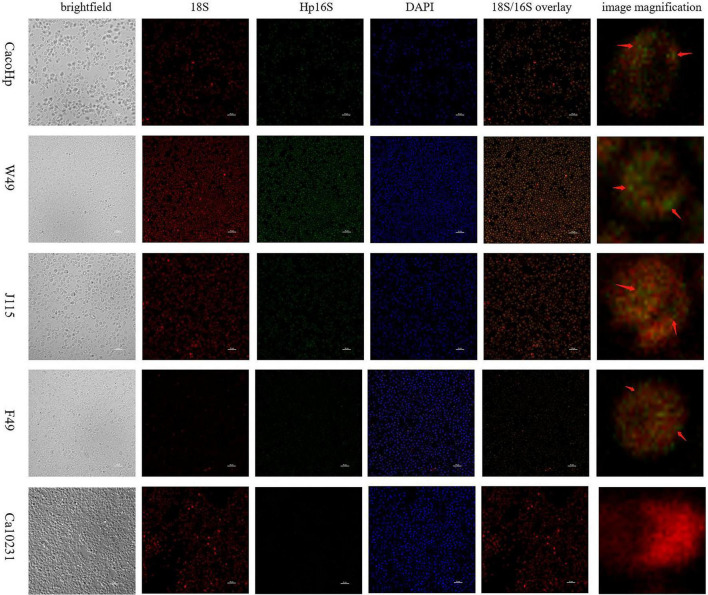 FIGURE 3