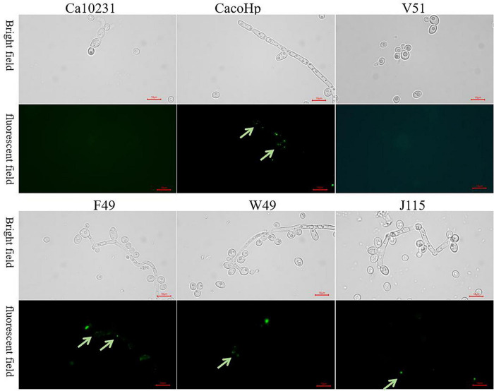 FIGURE 4