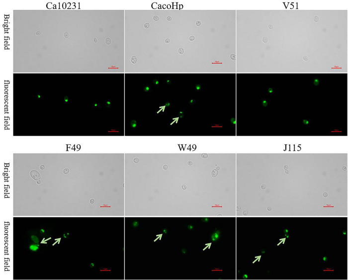 FIGURE 5