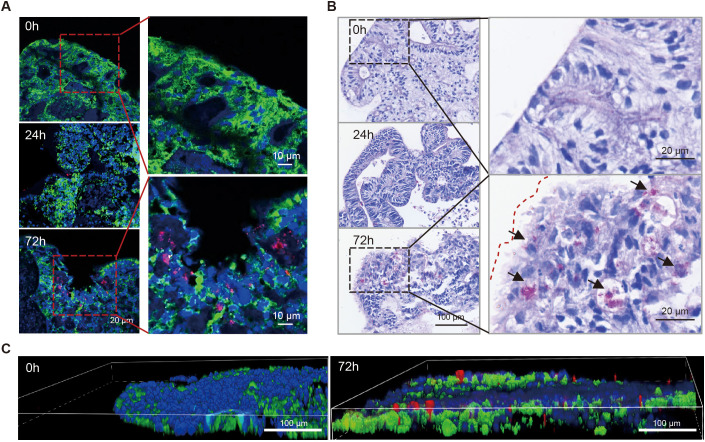 Figure 2