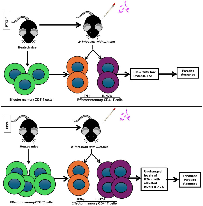 Figure 7