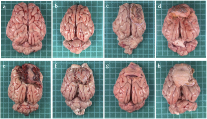 FIGURE 11