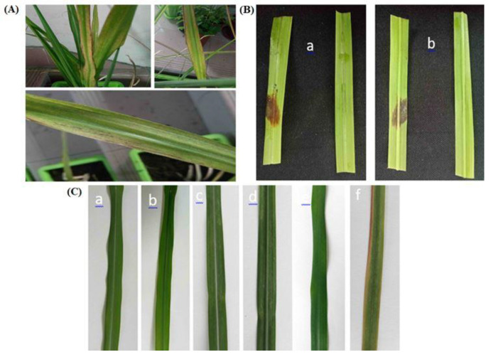 Figure 1