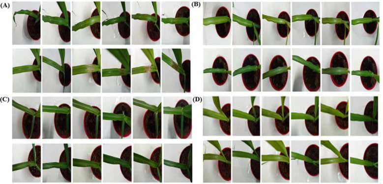 Figure 4