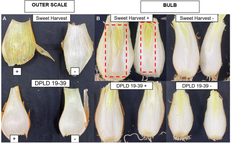 Figure 3