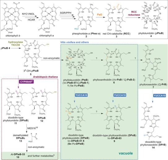 Scheme 1