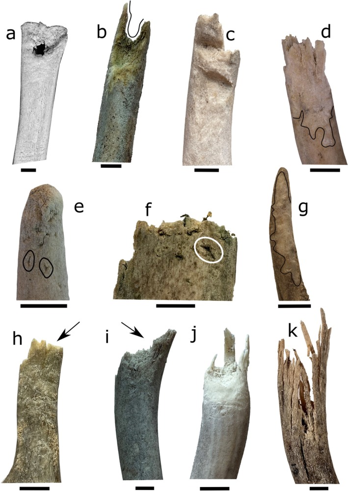 FIGURE 1