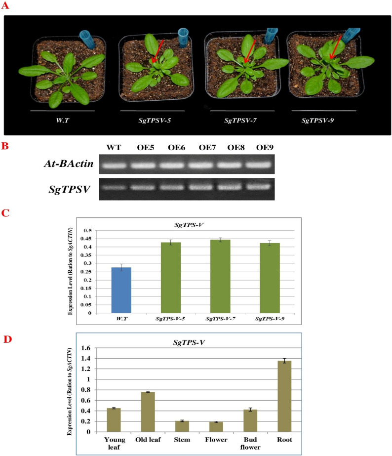 Figure 5