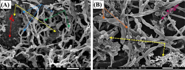 Figure 12