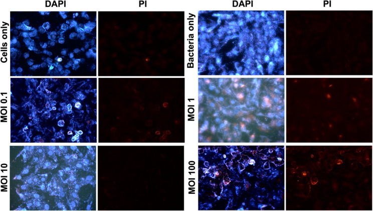 Figure 13
