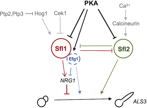 Fig 7