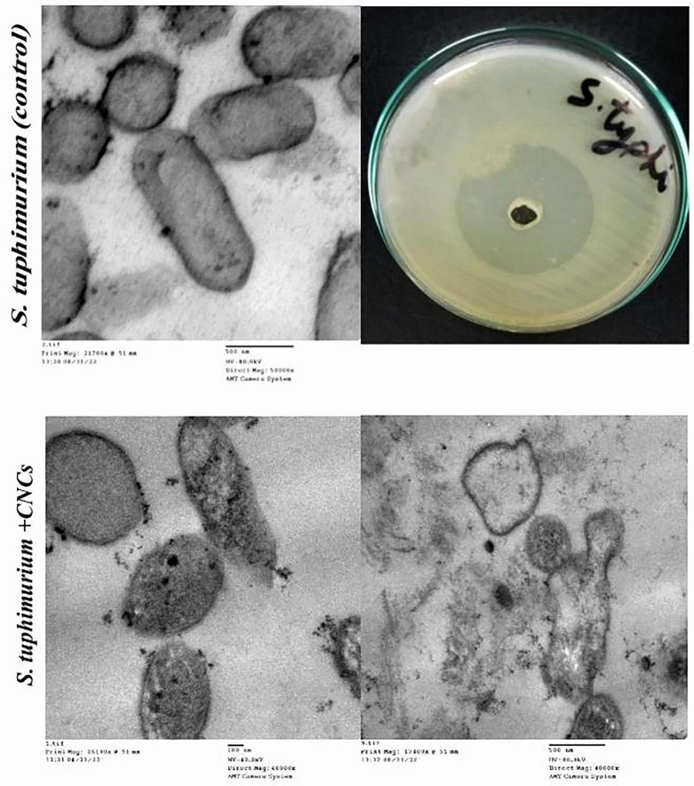 FIGURE 11