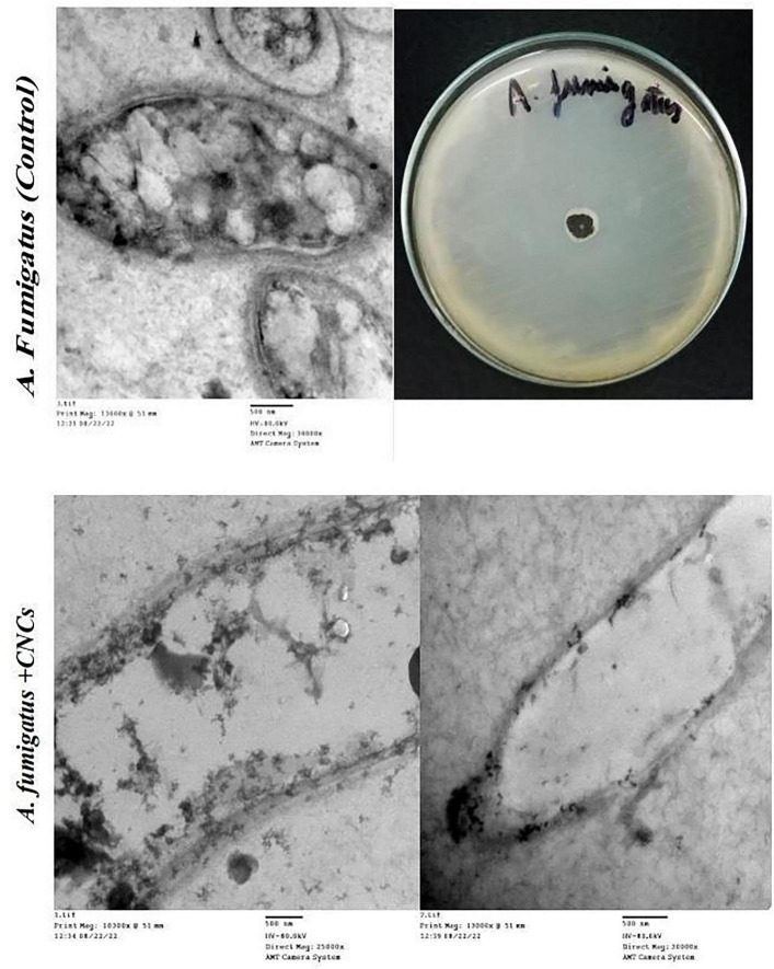 FIGURE 12