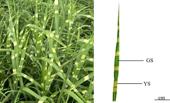 Figure 1
