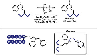 SCHEME 21