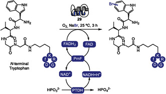 SCHEME 24