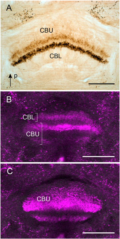 FIGURE 12