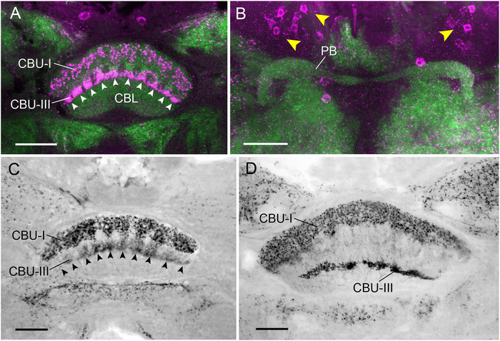 FIGURE 3