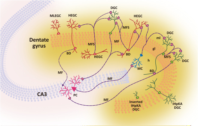 FIGURE 3